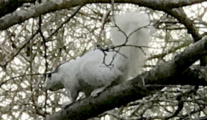 White Squirrel at Meadowbrook Log Cabin in Druid Hills, Hendersonville, NC