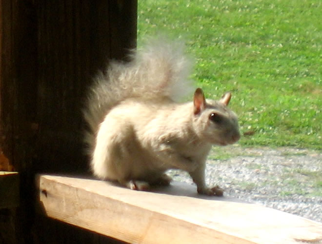 White Squirrel at Meadowbrook Log Cabin in Druid Hills, Hendersonville, NC