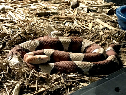 Broadband Copperhead - Serpentarium Magic – near Meadowbrook Log Cabin – Hendersonville, NC