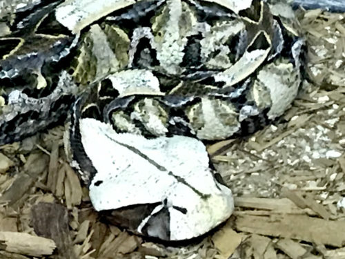 East Aftican Gaboon Viper - Serpentarium Magic – near Meadowbrook Log Cabin – Hendersonville, NC