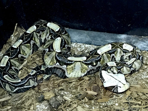 East Aftican Gaboon Viper - Serpentarium Magic – near Meadowbrook Log Cabin – Hendersonville, NC