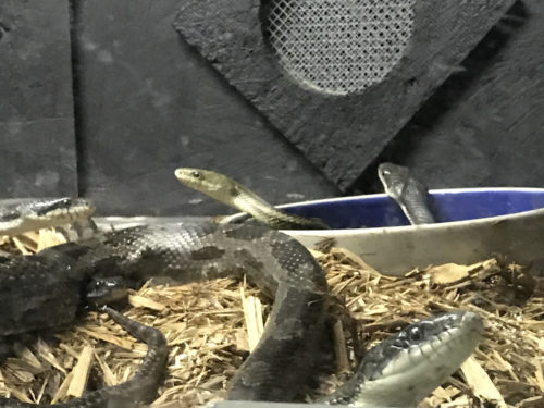 Greenish Ratsnakes - Serpentarium Magic – near Meadowbrook Log Cabin – Hendersonville, NC