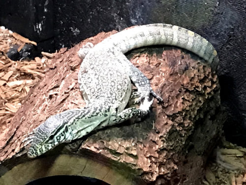 Nile Monitor Lizard - Serpentarium Magic – near Meadowbrook Log Cabin – Hendersonville, NC