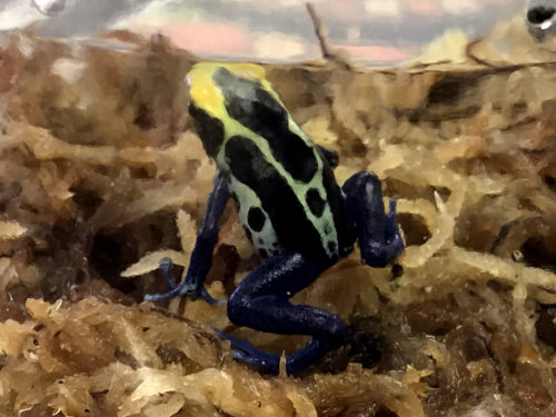 Poison Dart Frog - Serpentarium Magic – near Meadowbrook Log Cabin – Hendersonville, NC