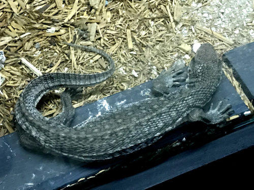 Savannah Monitor Lizard - Serpentarium Magic – near Meadowbrook Log Cabin – Hendersonville, NC