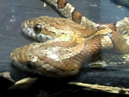 Two-headed Corn Snake - Serpentarium Magic – near Meadowbrook Log Cabin – Hendersonville, NC