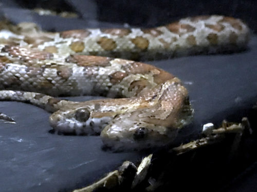 Two-headed Corn Snake - Serpentarium Magic – near Meadowbrook Log Cabin – Hendersonville, NC