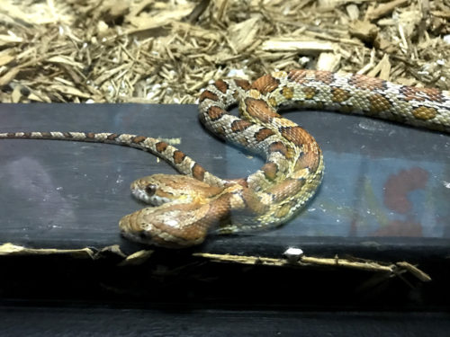 Two-headed Corn Snake - Serpentarium Magic – near Meadowbrook Log Cabin – Hendersonville, NC