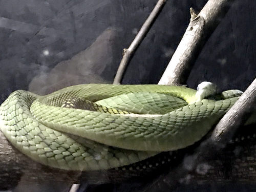 Western Green Mamba - Serpentarium Magic – near Meadowbrook Log Cabin – Hendersonville, NC