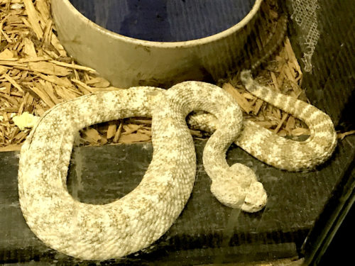 White Speckled Rattlesnake - Serpentarium Magic – near Meadowbrook Log Cabin – Hendersonville, NC