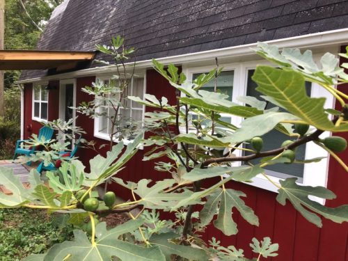 Figs growing around the Apple Barn - Apple Barn Cottage in Flat Rock