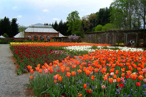 Biltmore Estate Gardens The Walled Garden with tulip beds and main Conservatory - Things to do near Meadowbrook Log Cabin