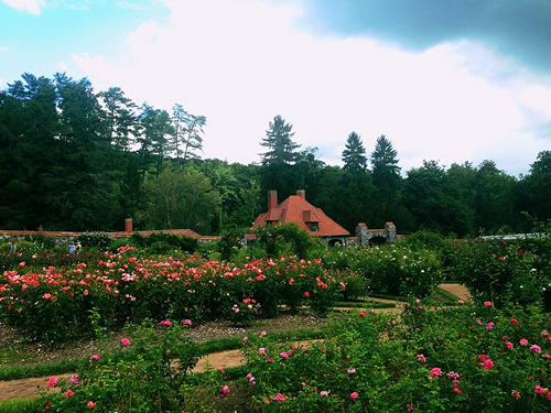 The Biltmore House Rose Garden has the more than 250 varieties of Roses - Things to do near Meadowbrook Log Cabin