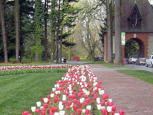 Tulips line the drive as you enter the Biltmore Estate during Biltmore Blooms March 20th till through May 24th - Biltmore Blooms: Tulips in the Walled Garden - Things to do near Meadowbrook Log Cabin