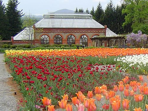 Darwin hybrid tulips at peak in the Walled Garden - Biltmore Blooms: Tulips in the Walled Garden - Things to do near Meadowbrook Log Cabin