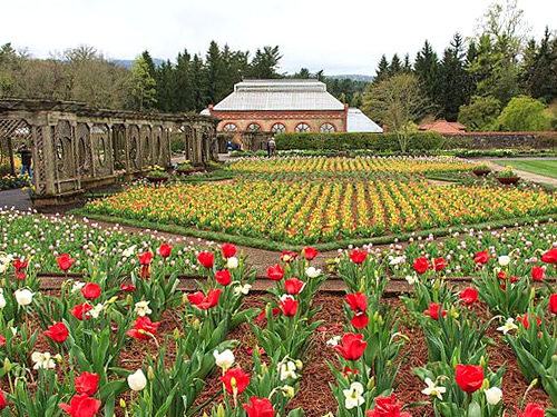 Biltmore Blooms: Tulips in the Walled GardeYellow, orange, pink, and purple Darwin hybrid tulip are a favorite part of Spring at the Biltmore Estate.n - Things to do near Meadowbrook Log Cabin