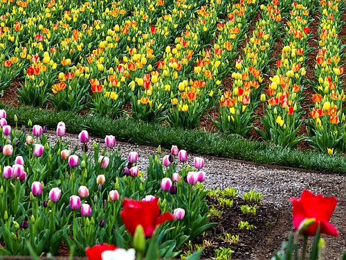 The Walled Garden has welcomed tulips every spring for nearly a century. - Biltmore Blooms: Tulips in the Walled Garden - Things to do near Meadowbrook Log Cabin