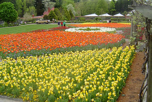 Every spring, Biltmore plants thousands of tulips in the Walled Garden. - Biltmore Blooms: Tulips in the Walled Garden - Things to do near Meadowbrook Log Cabin