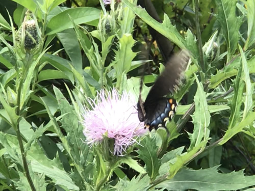 Black Swallowtail on Thistle at Jump Off Rock near Meadowbrook Log Cabin