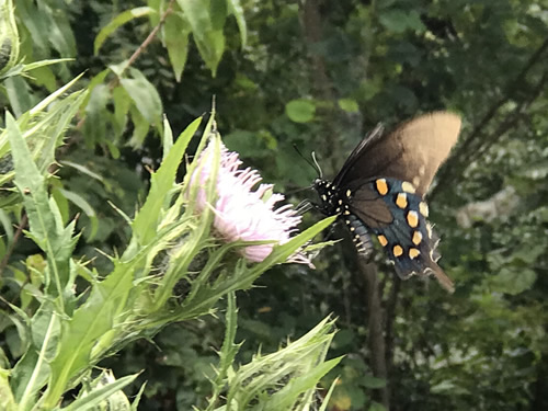 Black Swallowtail on Thistle at Jump Off Rock near Meadowbrook Log Cabin