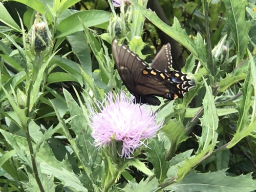 Black Swallowtail on Thistle at Jump Off Rock near Meadowbrook Log Cabin