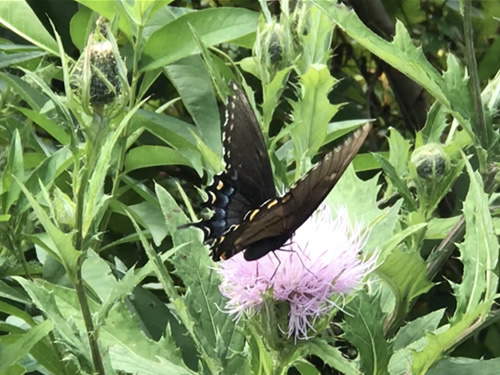 Black Swallowtail on Thistle at Jump Off Rock near Meadowbrook Log Cabin