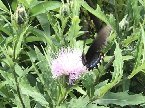 Black Swallowtail on Thistle at Jump Off Rock near Meadowbrook Log Cabin