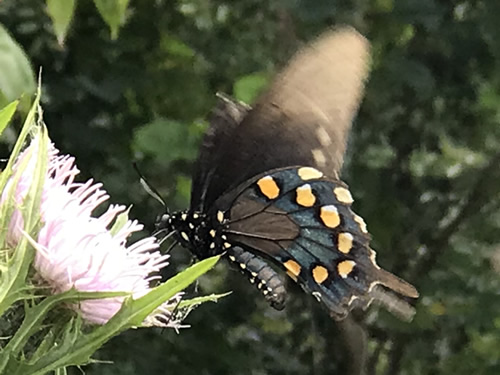 Black Swallowtail on Thistle at Jump Off Rock near Meadowbrook Log Cabin