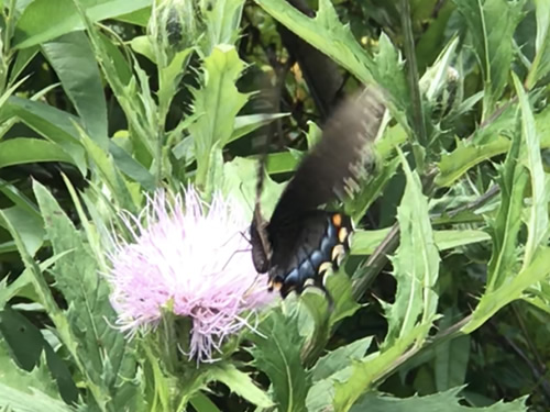 Black Swallowtail on Thistle at Jump Off Rock near Meadowbrook Log Cabin