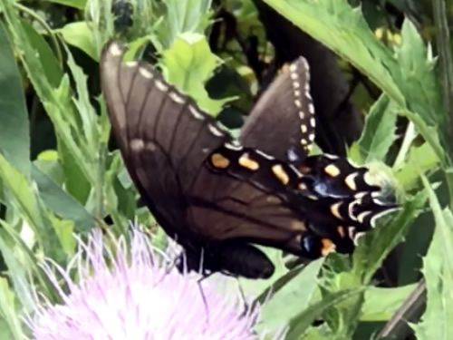 Black Swallowtail on Thistle at Jump Off Rock near Meadowbrook Log Cabin