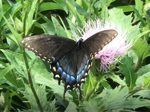 Black Swallowtail on Thistle at Jump Off Rock near Meadowbrook Log Cabin