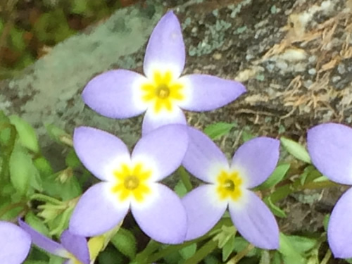 Bluets by the Pisgah Inn – Things to do near Meadowbrook Log Cabin