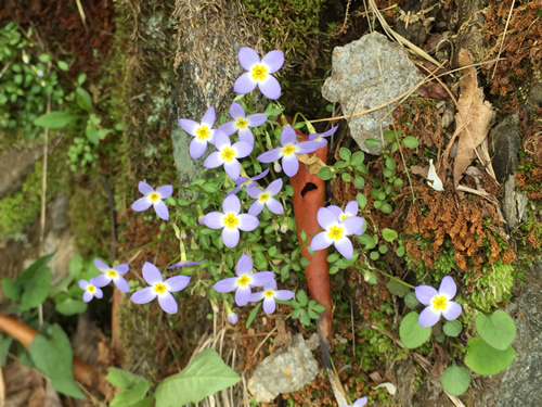 Bluets by the Pisgah Inn – Things to do near Meadowbrook Log Cabin