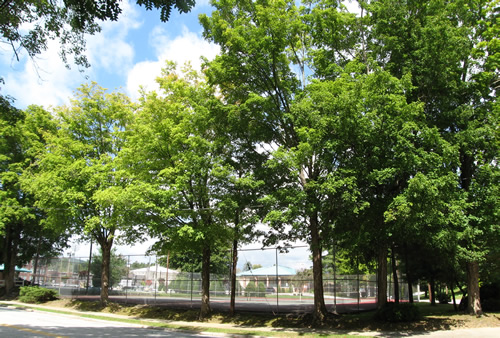 Tennis Courts at Boyd Park – Things to do near Meadowbrook Log Cabin in Hendersonville, NC