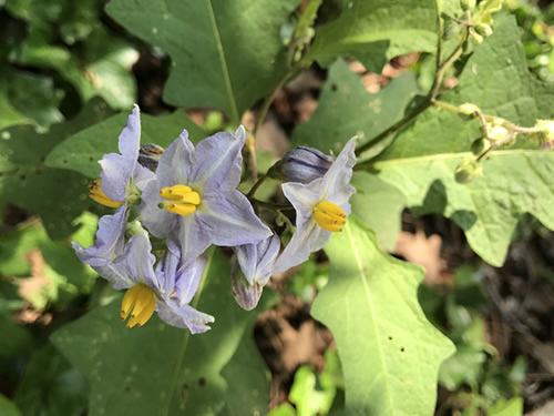 Carolina Horsenettle – Nature Walk around Meadowbrook Log Cabin
