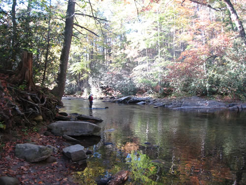 Davidson River off the Art Loeb Trail near Davidson River Campgrounds - Things to do near Meadowbrook Log Cabin