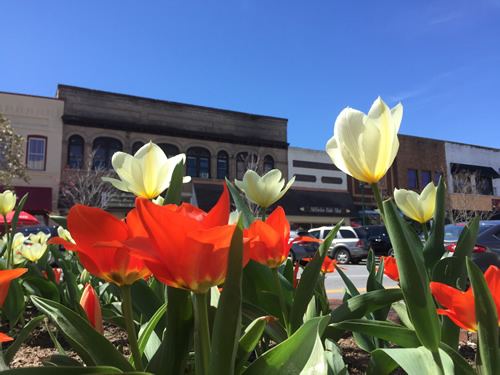 Tulips fill the planters on Main Street - Thousands of Tulips Welcome Spring in Hendersonville – Things to do near Meadowbrook Log Cabin