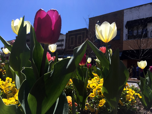 Tulips in every color of the rainbow welcome Spring - Thousands of Tulips Welcome Spring in Hendersonville – Things to do near Meadowbrook Log Cabin