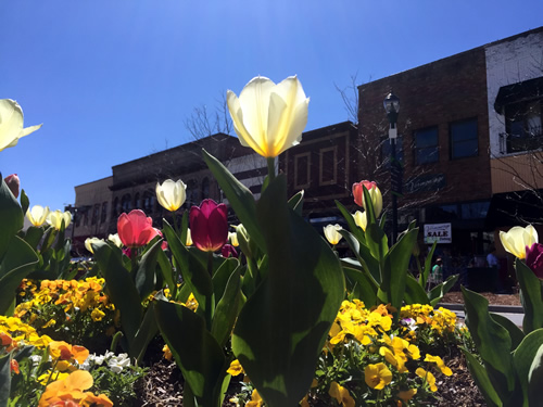 Thousands of tulips fill the planters on Main Street - Thousands of Tulips Welcome Spring in Hendersonville – Things to do near Meadowbrook Log Cabin