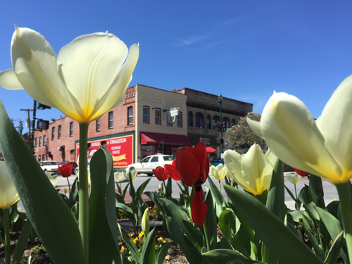 Cheerful tulips bring color to Main Street - Thousands of Tulips Welcome Spring in Hendersonville – Things to do near Meadowbrook Log Cabin