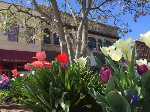 Tulips of every size and color fill the planters - Thousands of Tulips Welcome Spring in Hendersonville – Things to do near Meadowbrook Log Cabin