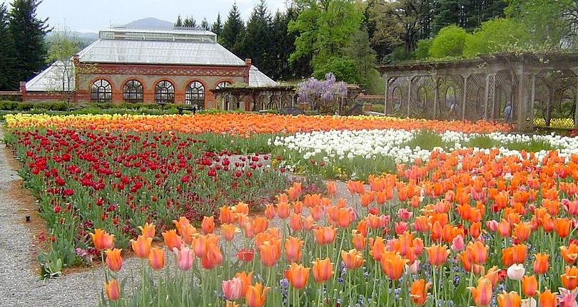 Biltmore Blooms: Tulips in the Walled Garden - Things to do near Meadowbrook Log Cabin