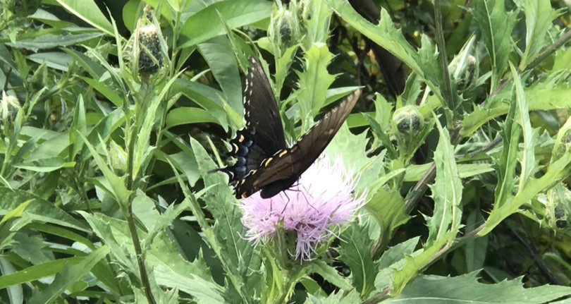 Black Swallowtail on Thistle at Jump Off Rock near Meadowbrook Log Cabin