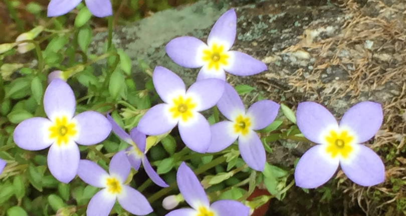 Bluets by the Pisgah Inn – Things to do near Meadowbrook Log Cabin