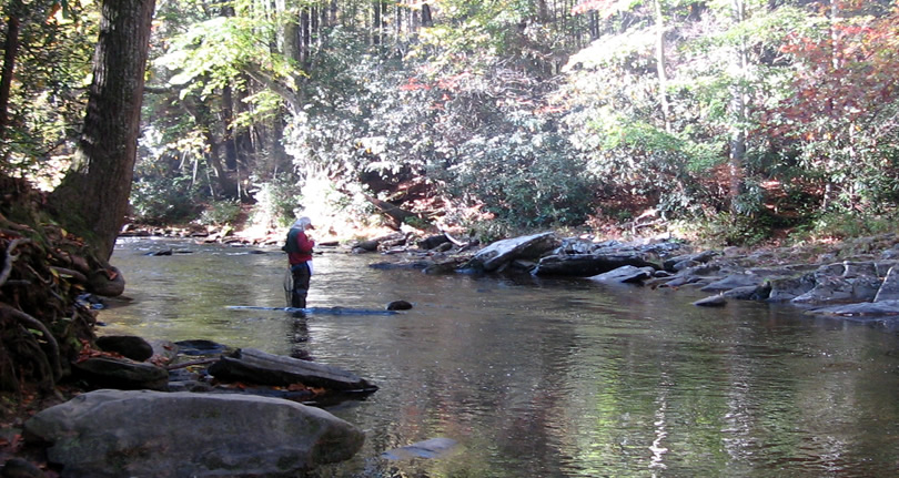 Fishing on the Davidson River off the Art Loeb Trail near Davidson River Campgrounds - Things to do near Meadowbrook Log Cabin