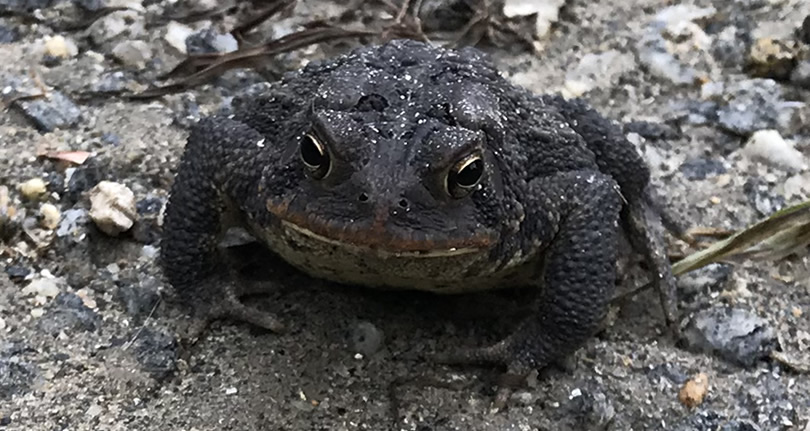 Southern Toad – Nature Walk Near Meadowbrook Log Cabin