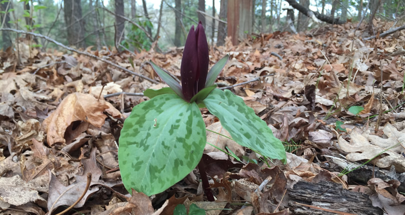 Wake-robin, Toadshade or Toad Trillium – Nature Walk around Meadowbrook Log Cabin, Hendersonville NC