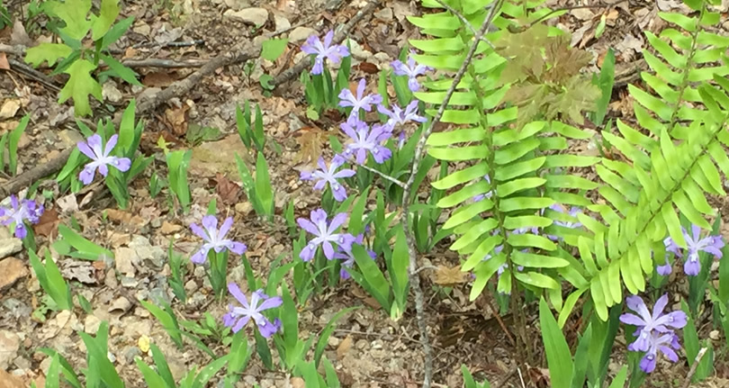 Wild Irises in Pisgah Forest – Things to do near Meadowbrook Log Cabin
