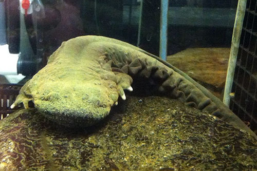 Mudpuppies and Hellbenders near Meadowbrook Log Cabin