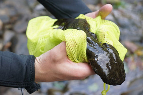 Mudpuppies and Hellbenders near Meadowbrook Log Cabin